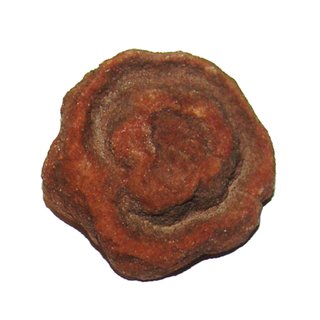 Stromatolith eines der ltesten Fossilien dieser Erde aus dem Zeittalter: Archaikum  ca. 30 - 50 mm
