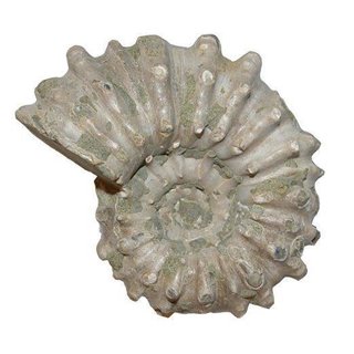 Ammonit Douvilleiceras Natur belassen Raritt Versteinerung ca. 50 - 60 mm