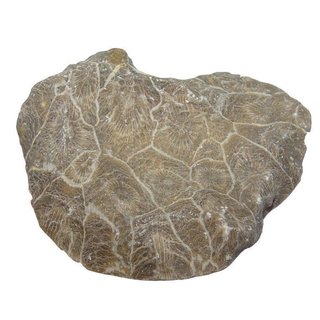 Koralle versteinert auch Petoskey Stein genannt einseitig poliert ca. 40 - 60 mm aus Marokko
